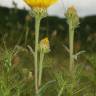 Fotografia 8 da espécie Inula montana do Jardim Botânico UTAD