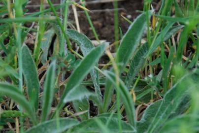 Fotografia da espécie Inula montana