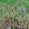 Fotografia 9 da espécie Hordeum marinum do Jardim Botânico UTAD