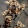 Fotografia 11 da espécie Inula conyza do Jardim Botânico UTAD