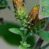 Fotografia 12 da espécie Inula conyza do Jardim Botânico UTAD