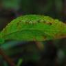 Fotografia 15 da espécie Inula conyza do Jardim Botânico UTAD