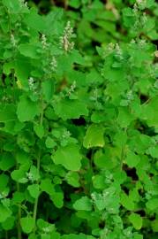 Fotografia da espécie Chenopodium opulifolium