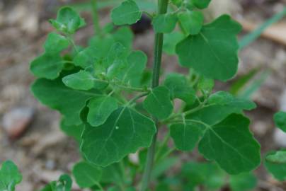 Fotografia da espécie Chenopodium opulifolium