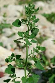 Fotografia da espécie Chenopodium opulifolium