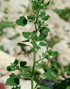 Fotografia 5 da espécie Chenopodium opulifolium no Jardim Botânico UTAD