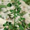 Fotografia 5 da espécie Chenopodium opulifolium do Jardim Botânico UTAD