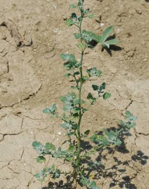 Fotografia 6 da espécie Chenopodium opulifolium no Jardim Botânico UTAD