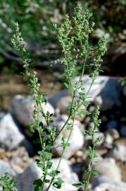 Fotografia da espécie Chenopodium opulifolium