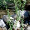 Fotografia 8 da espécie Chenopodium opulifolium do Jardim Botânico UTAD