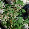 Fotografia 9 da espécie Chenopodium opulifolium do Jardim Botânico UTAD