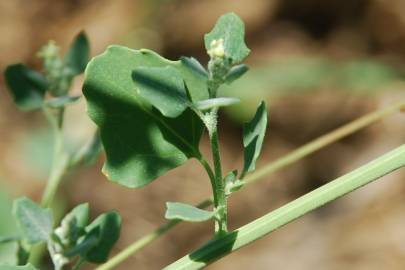 Fotografia da espécie Chenopodium opulifolium