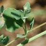 Fotografia 10 da espécie Chenopodium opulifolium do Jardim Botânico UTAD