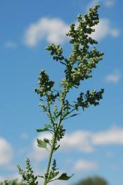 Fotografia da espécie Chenopodium opulifolium