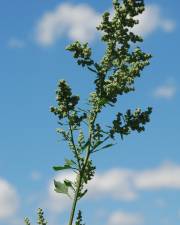 Fotografia da espécie Chenopodium opulifolium