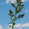 Fotografia 1 da espécie Chenopodium opulifolium do Jardim Botânico UTAD