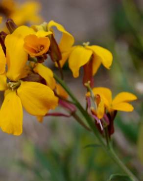 Fotografia 4 da espécie Erysimum cheiri no Jardim Botânico UTAD