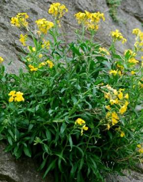 Fotografia 5 da espécie Erysimum cheiri no Jardim Botânico UTAD