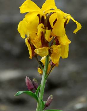 Fotografia 6 da espécie Erysimum cheiri no Jardim Botânico UTAD