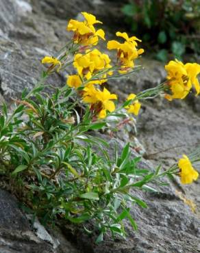 Fotografia 7 da espécie Erysimum cheiri no Jardim Botânico UTAD