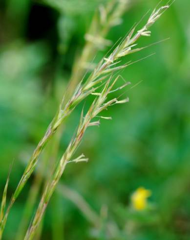 Fotografia de capa Gaudinia fragilis - do Jardim Botânico