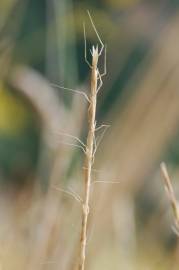 Fotografia da espécie Gaudinia fragilis