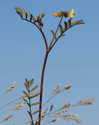 Fotografia de capa Hippocrepis ciliata - do Jardim Botânico