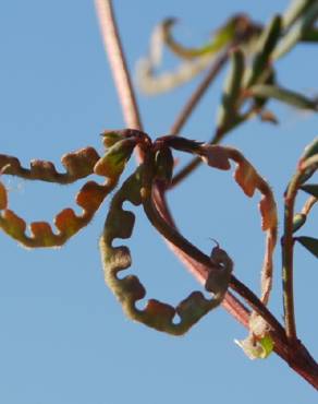 Fotografia 3 da espécie Hippocrepis ciliata no Jardim Botânico UTAD