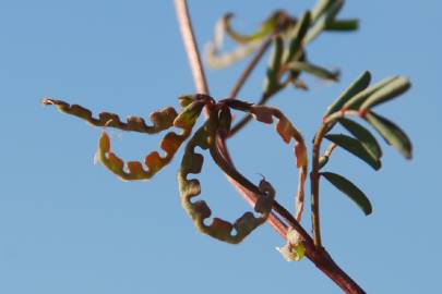 Fotografia da espécie Hippocrepis ciliata