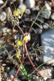 Fotografia da espécie Hippocrepis ciliata