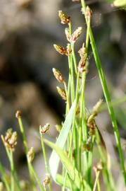 Fotografia da espécie Isolepis cernua