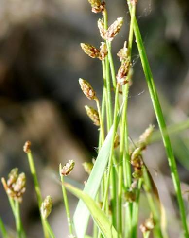 Fotografia de capa Isolepis cernua - do Jardim Botânico