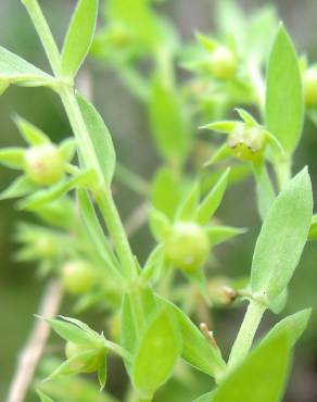 Fotografia 3 da espécie Asterolinon linum-stellatum no Jardim Botânico UTAD