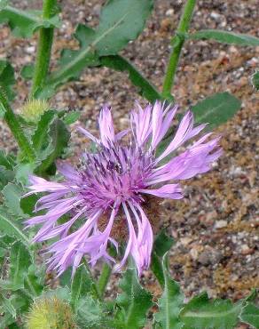 Fotografia 3 da espécie Centaurea polyacantha no Jardim Botânico UTAD