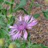 Fotografia 3 da espécie Centaurea polyacantha do Jardim Botânico UTAD