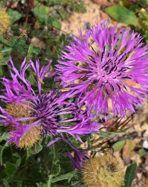 Fotografia 5 da espécie Centaurea polyacantha no Jardim Botânico UTAD