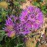 Fotografia 5 da espécie Centaurea polyacantha do Jardim Botânico UTAD