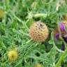 Fotografia 6 da espécie Centaurea polyacantha do Jardim Botânico UTAD