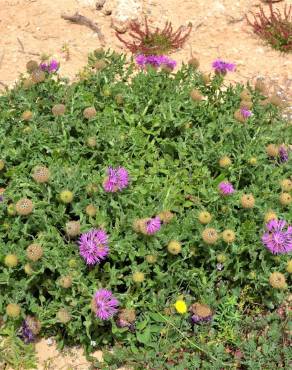 Fotografia 7 da espécie Centaurea polyacantha no Jardim Botânico UTAD