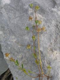 Fotografia da espécie Helianthemum salicifolium