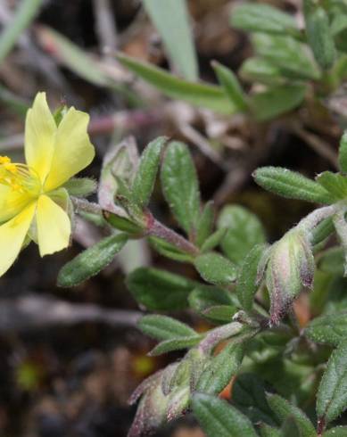 Fotografia de capa Helianthemum salicifolium - do Jardim Botânico