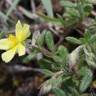 Fotografia 1 da espécie Helianthemum salicifolium do Jardim Botânico UTAD