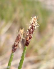 Eleocharis palustris subesp. palustris