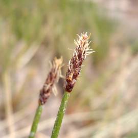 Fotografia da espécie Eleocharis palustris subesp. palustris