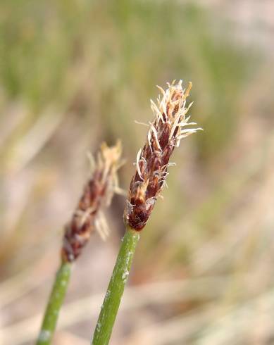 Fotografia de capa Eleocharis palustris subesp. palustris - do Jardim Botânico