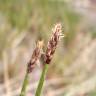 Fotografia 1 da espécie Eleocharis palustris subesp. palustris do Jardim Botânico UTAD