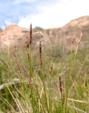 Fotografia 6 da espécie Eleocharis palustris subesp. palustris no Jardim Botânico UTAD