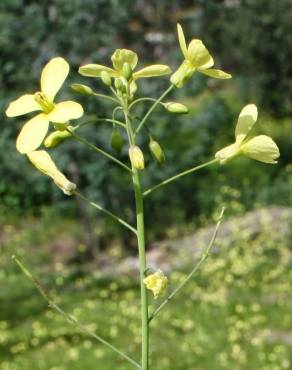 Fotografia 7 da espécie Brassica barrelieri no Jardim Botânico UTAD