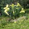 Fotografia 7 da espécie Brassica barrelieri do Jardim Botânico UTAD