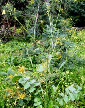 Fotografia 8 da espécie Brassica barrelieri no Jardim Botânico UTAD